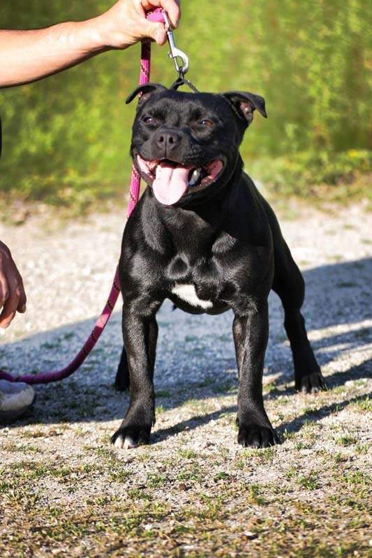 Éducation canine Grenoble