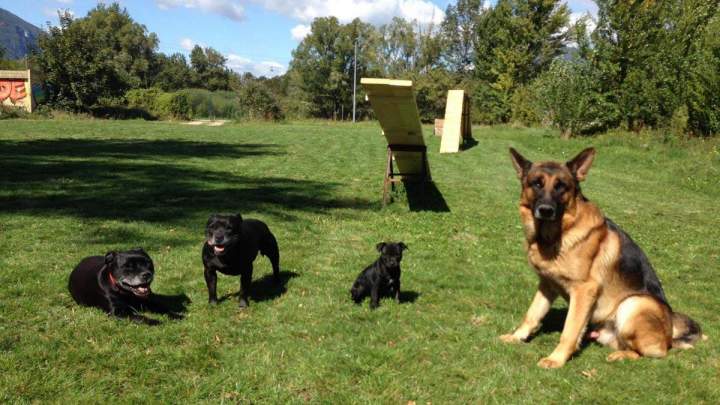 Dresseur de chiens Grenoble