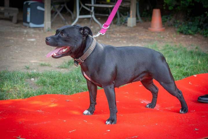 Centre de dressage canin Grenoble