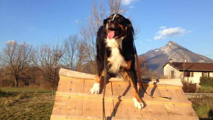 Centre pour sociabilisation de chiens Grenoble