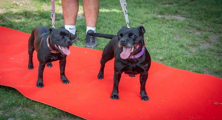 Centre de dressage canin Grenoble