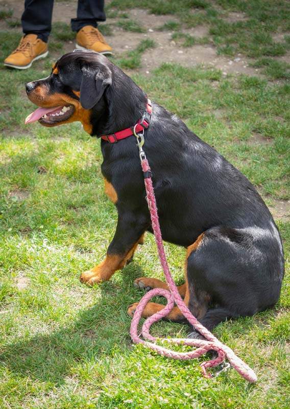 Centre de dressage canin Grenoble