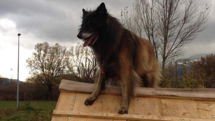 Éducation canine Grenoble
