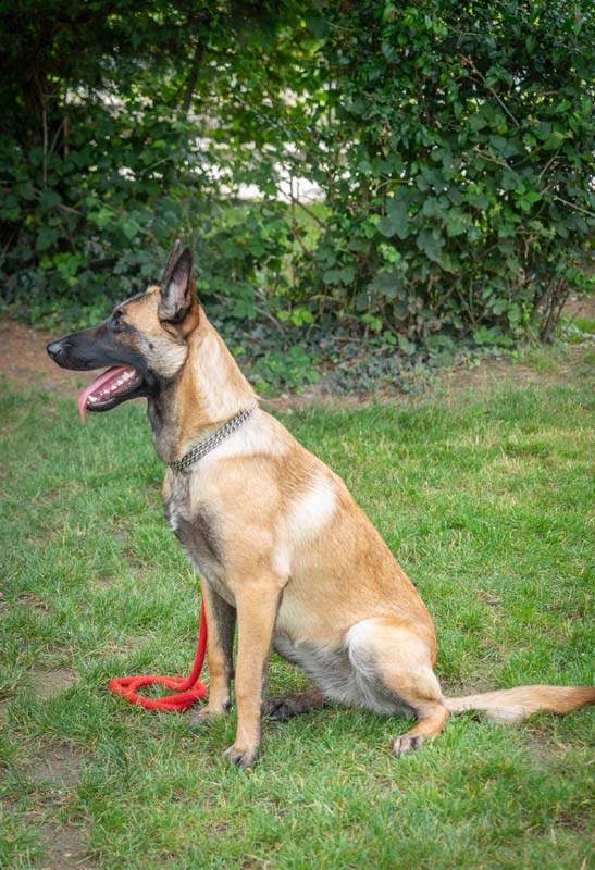 École canine Grenoble