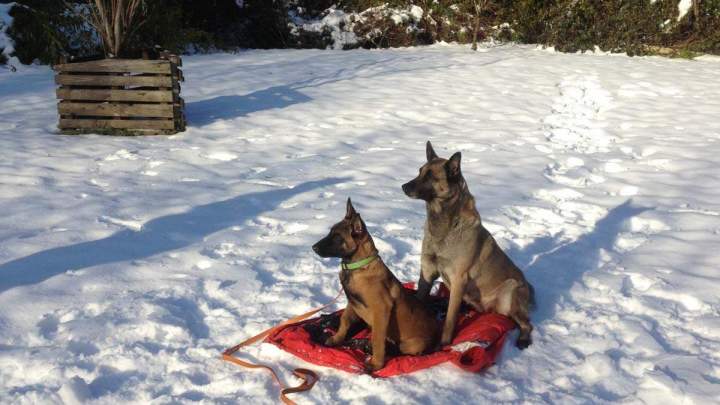 Sociabilisation chien Grenoble