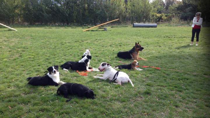 Dresseur de chiens Grenoble