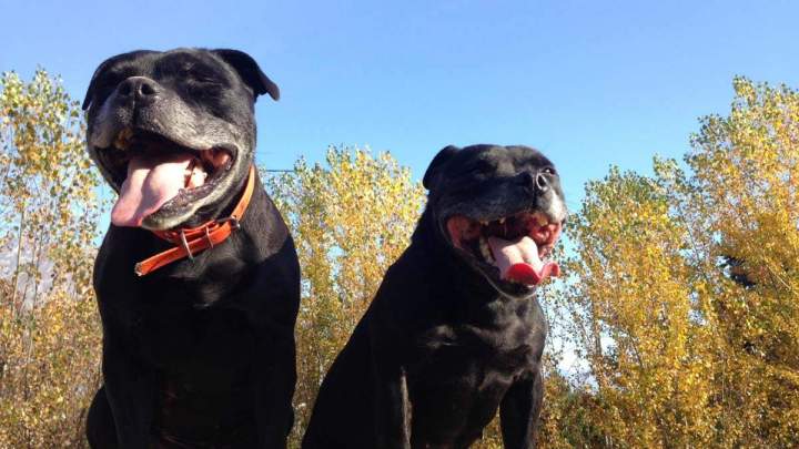 Centre de dressage canin Grenoble