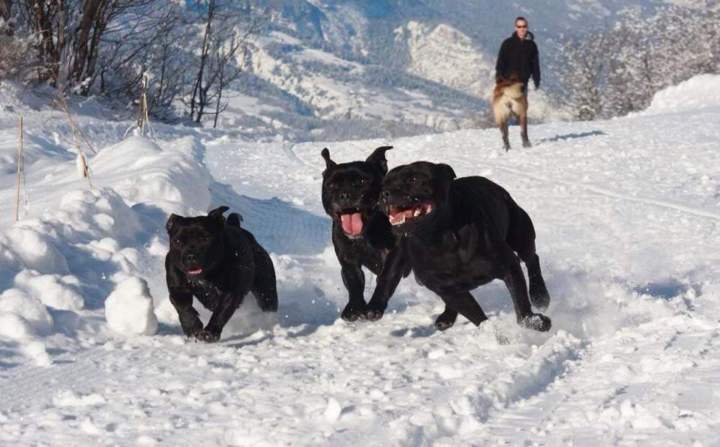 Centre pour sociabilisation de chiens Grenoble