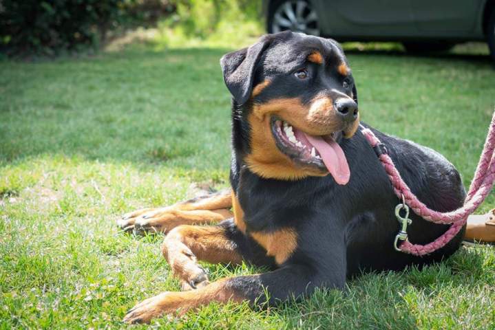 Sociabilisation chien Grenoble