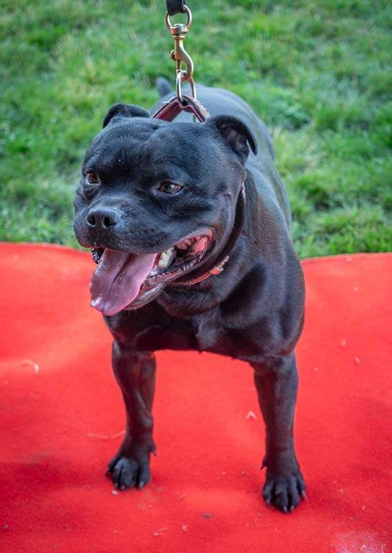 Centre de dressage canin Grenoble