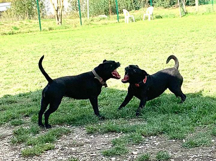Éducation canine Grenoble
