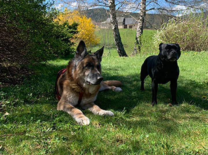 Éducation canine Grenoble