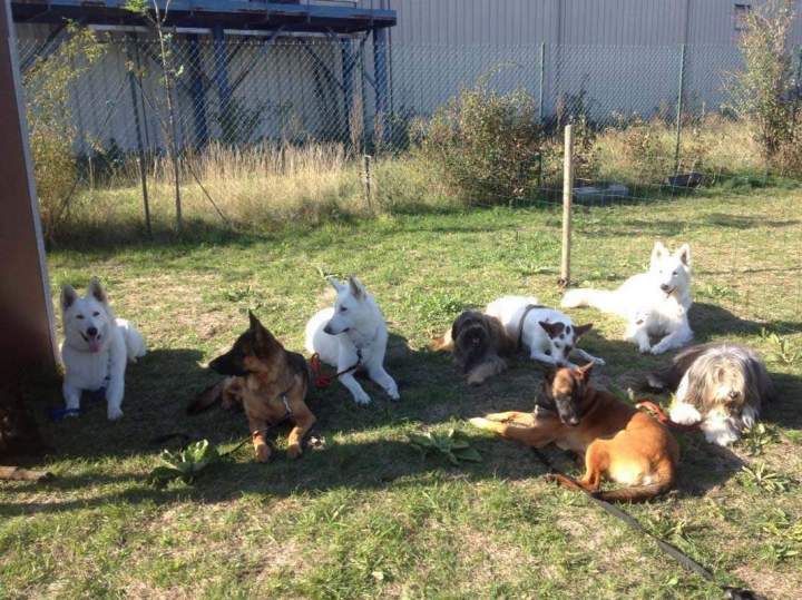 Éducation canine Grenoble