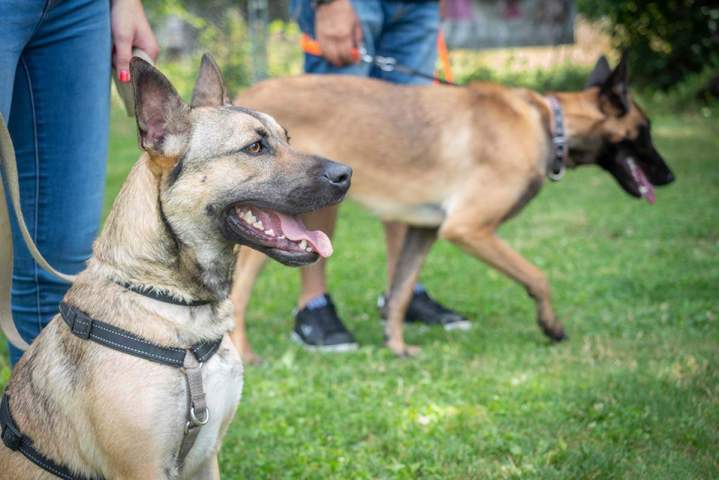 Dresseur de chiens Grenoble