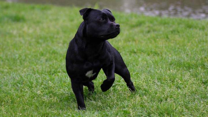 Éducation canine Grenoble