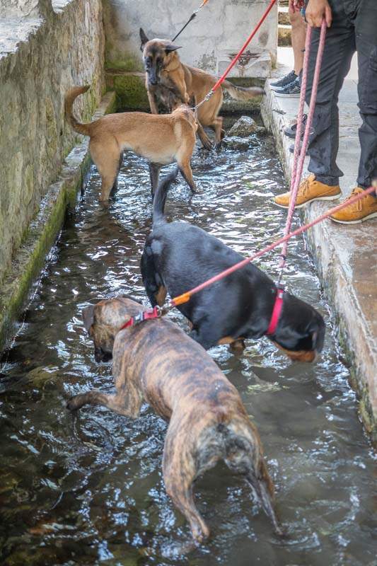 Centre de dressage canin Grenoble